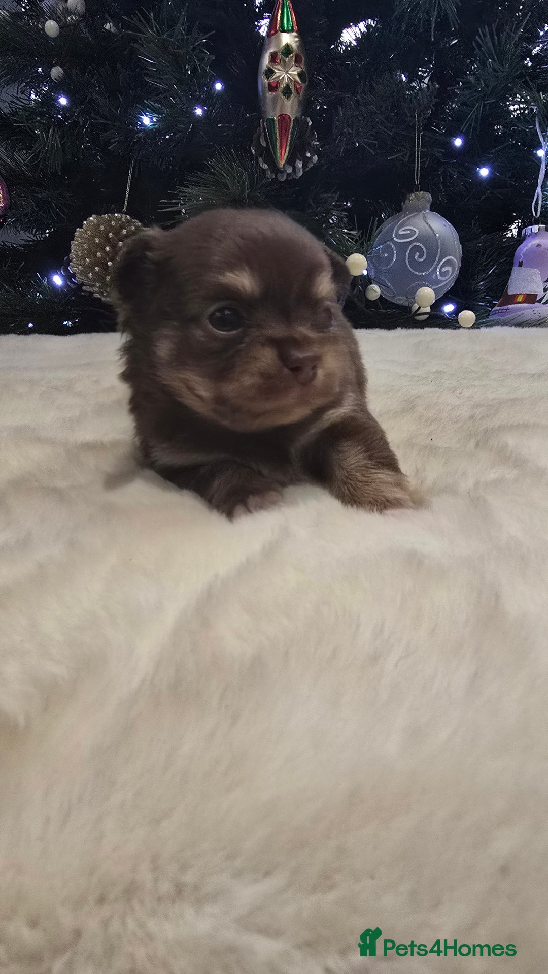 Chihuahua dogs for sale: Chihuahua puppies Russian ancestry with perfect bo - Advert 10
