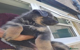 German Shepherd dogs for sale: **ONE GIRL Remaining**German shepherd puppies. - Image 1
