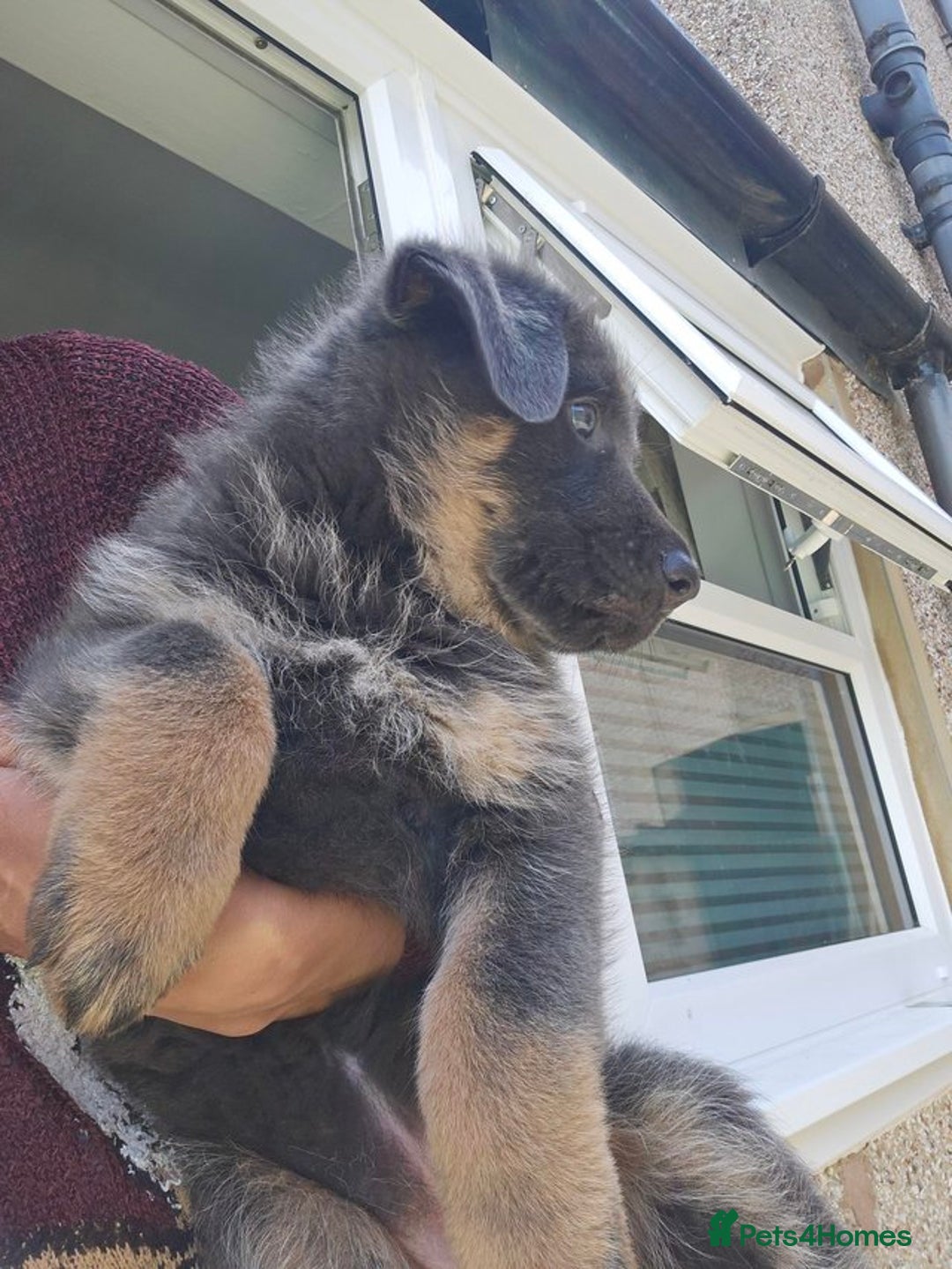 German Shepherd dogs for sale: **ONE GIRL Remaining**German shepherd puppies. - Image 1
