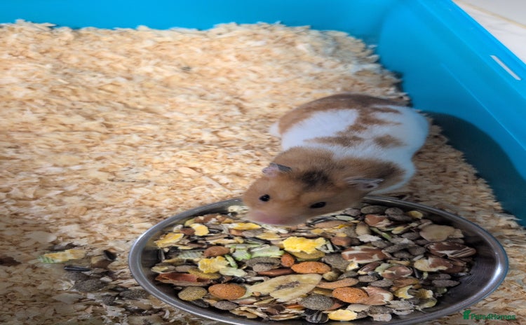Hamster rodents - Advert 2