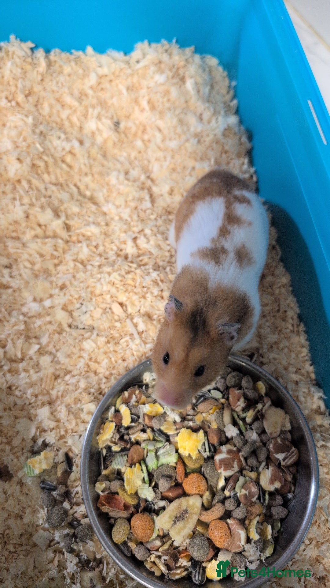 Hamster rodents for sale: Adorable hamster for sale - Image 1