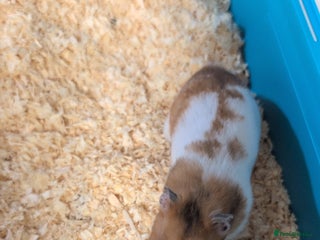 Hamster rodents - Advert 14