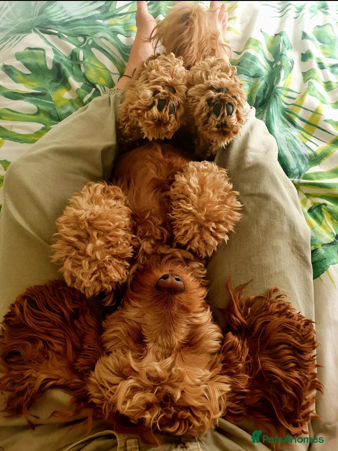 Cockapoo dogs for stud: Proven DNA tested red F1 Cockapoo Charlie for Stud in Milton Keynes - Advert 28