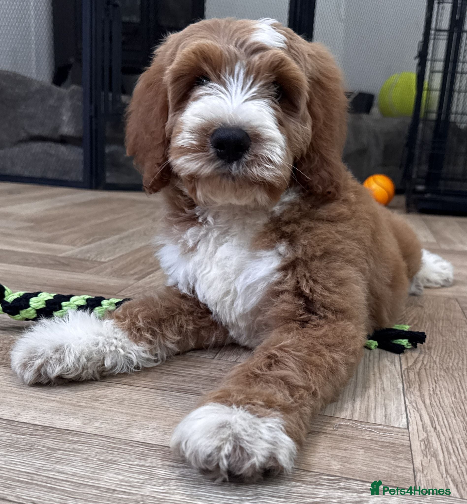 Australian Labradoodle dogs Multi-Gen Australian Labradoodle Puppies - Advert 1