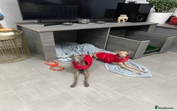 Italian Greyhound dogs for sale: Italian greyhound  - Image 3