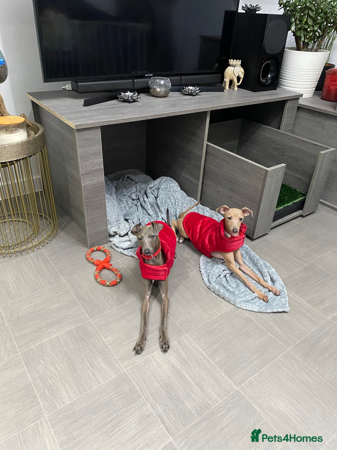 Italian Greyhound dogs for sale: Italian greyhound  - Image 3