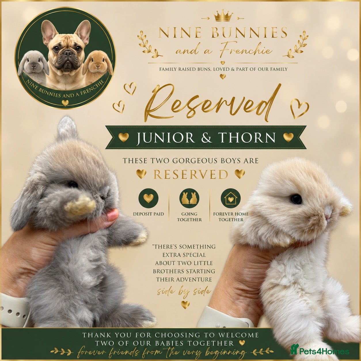 Mini Lop rabbits Beautiful mini lops to reserve only TWO left  - Advert 2