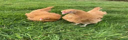 Chickens poultry for sale: Chickens various breeds - Advert 6