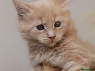 Maine Coon cats Rare Red Female Maine Coon – TICA Registered - Advert 2