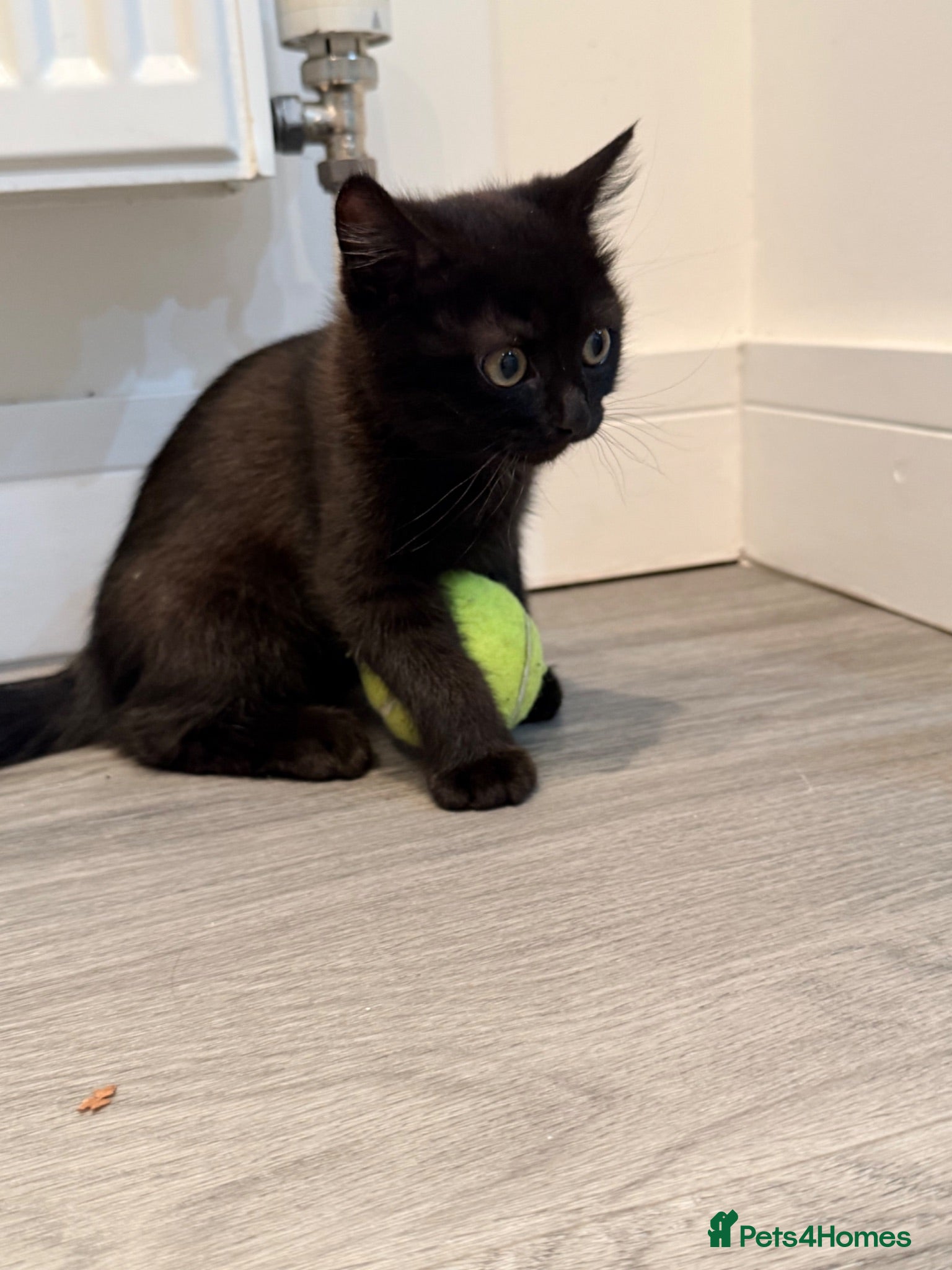 British Shorthair cats British shorthair kittens grey and chocolate  - Advert 2