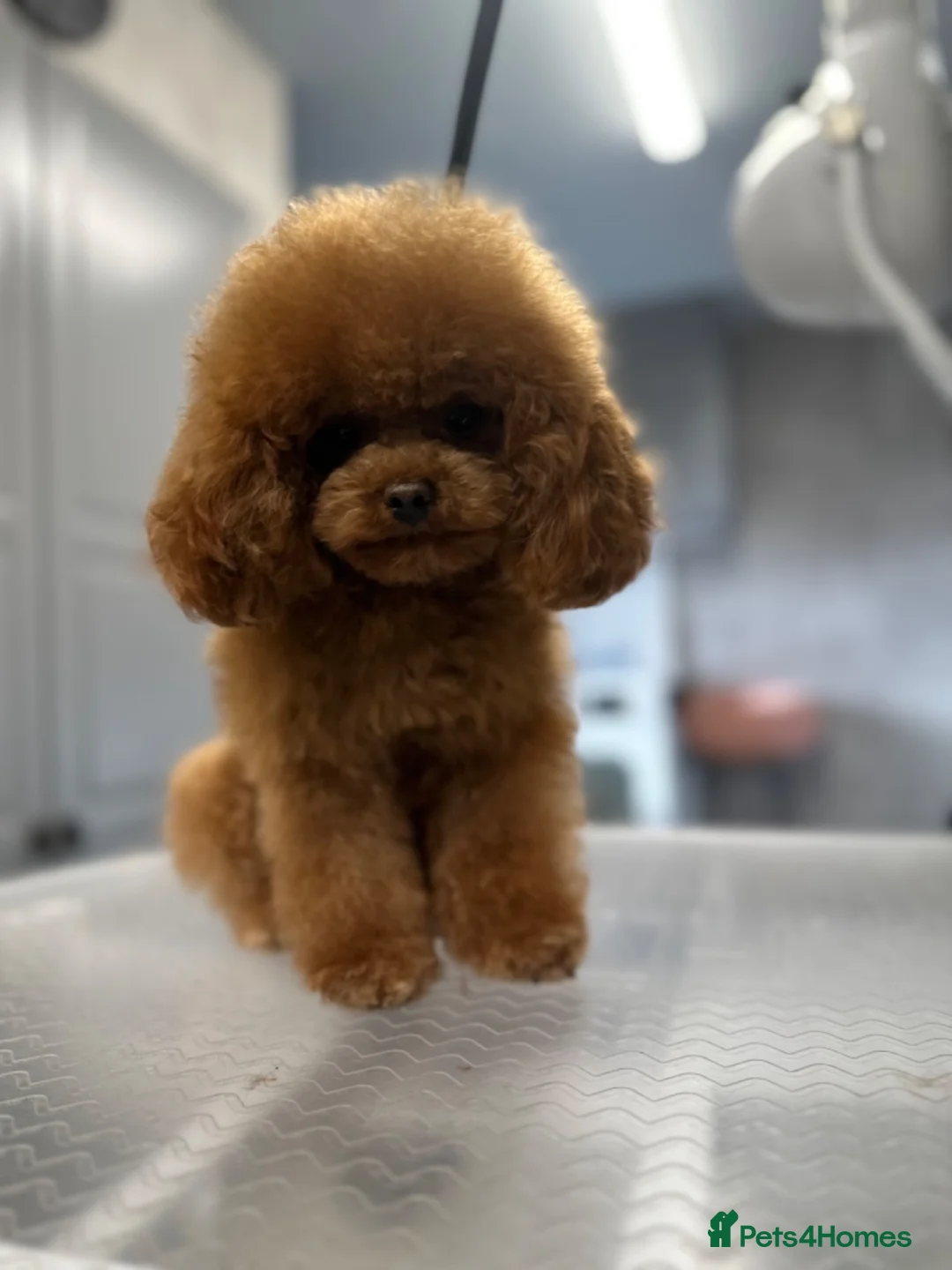 Toy Poodle dogs for sale: Toy poodle x Asian Toy poodle puppies - Advert 7