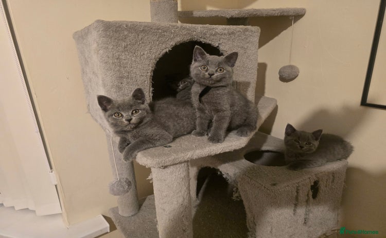 Scottish Fold cats - Advert 1
