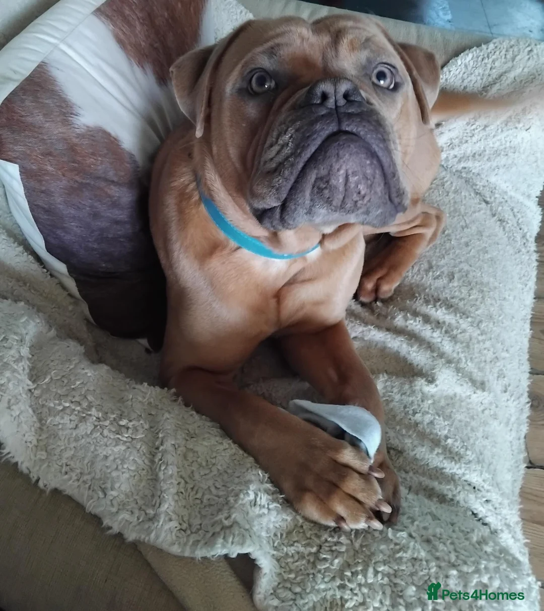 Old Tyme Bulldog dogs for sale: Old English Tyne bulldog  in Nuneaton - Advert 2
