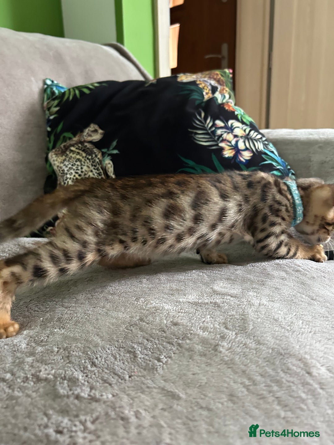 Bengal cats for sale: Gorgeous Pure Bengal Kittens Ready To Go! ❤️ - Image 11