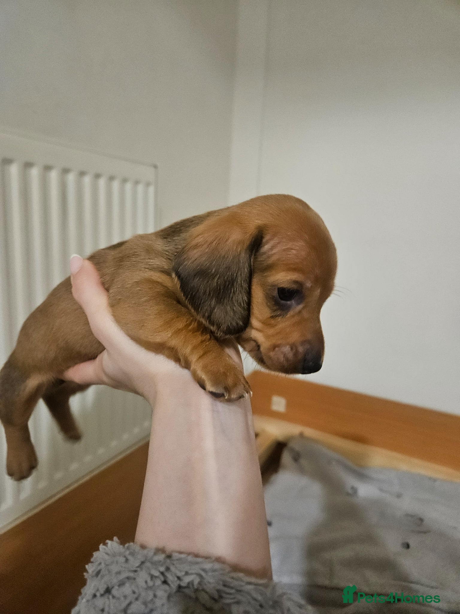 Miniature Dachshund dogs Miniature Dachshunds  - Advert 13