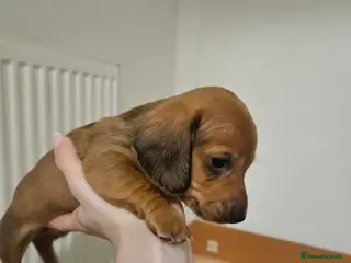 Miniature Dachshund dogs Miniature Dachshunds - Advert 13