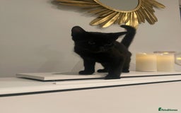 Mixed Breed cats for sale: 2 cats for sale - Image 6