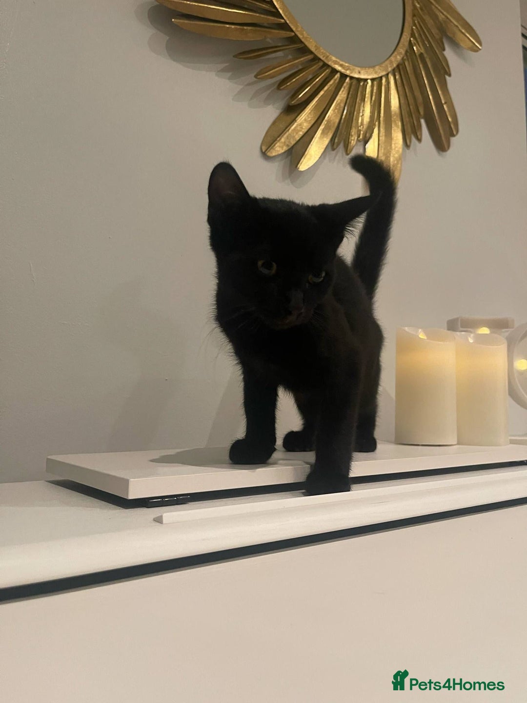 Mixed Breed cats for sale: 2 cats for sale - Image 6