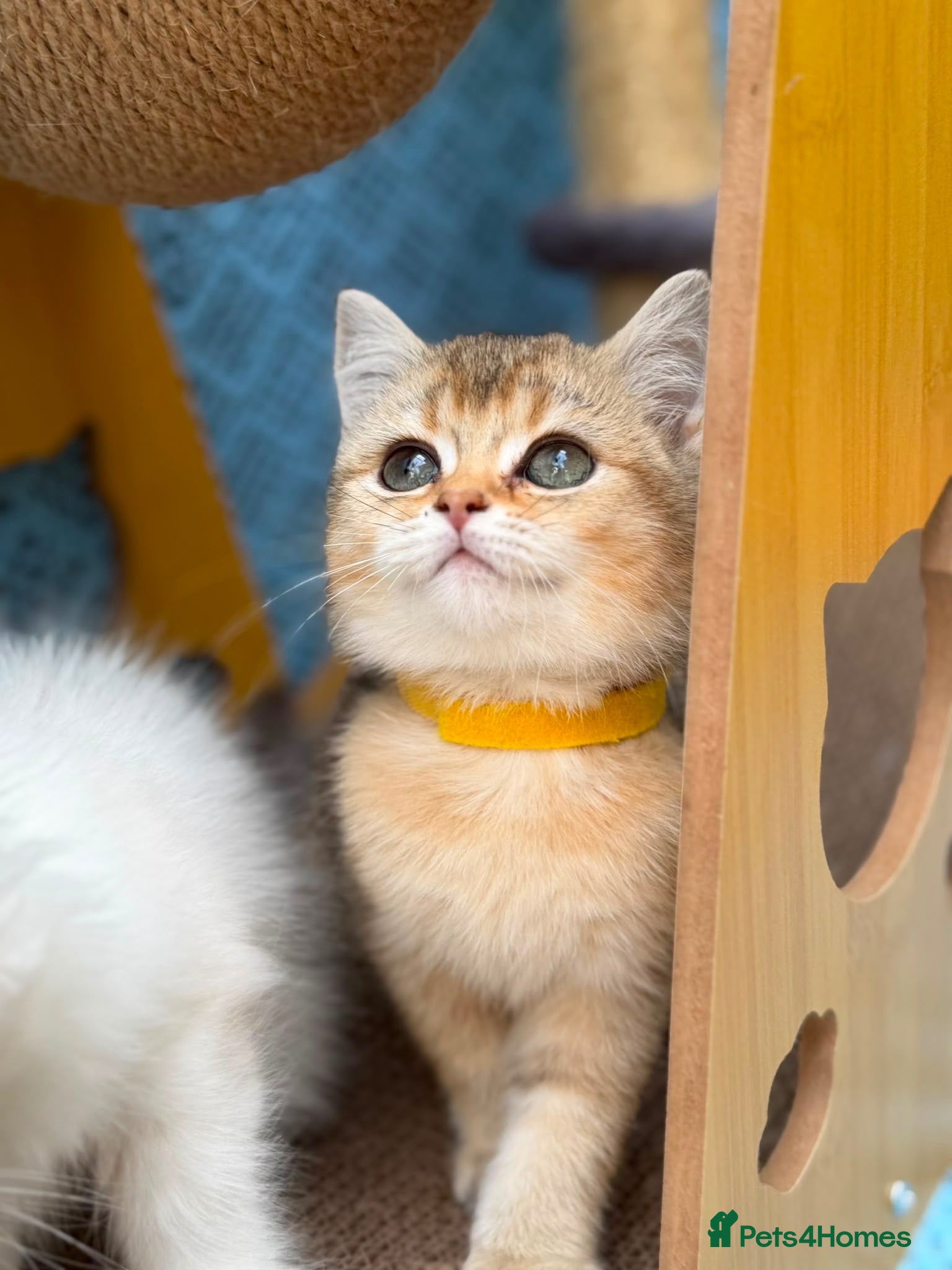 British Shorthair cats 4 Gorgeous British Shorthair TICA kittens - Advert 4