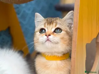 British Shorthair cats 4 Gorgeous British Shorthair TICA kittens - Advert 4