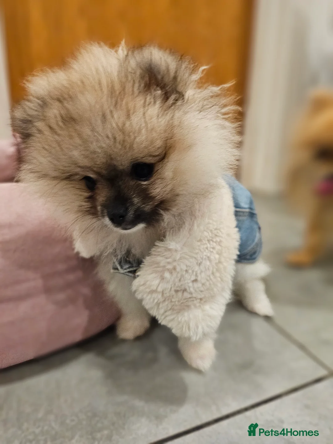 Pomeranian dogs for sale: Laura - Advert 3