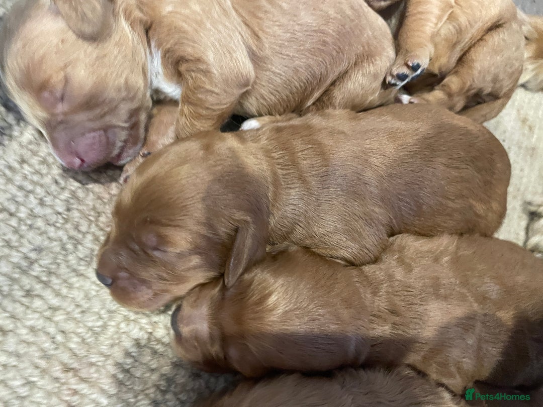 Cockapoo dogs for sale: F1 Cockapoo Red, Apricot. Health & genetic test - Image 10
