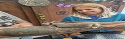 Sugar Glider rodents for sale: Sugar glider - Advert 2