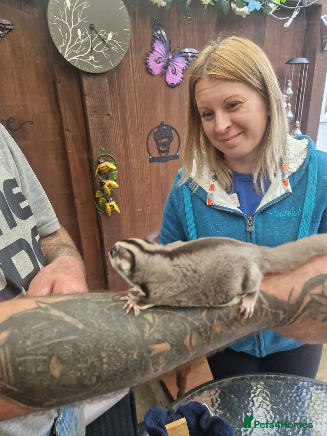 Sugar Glider rodents for sale: Sugar glider - Advert 2