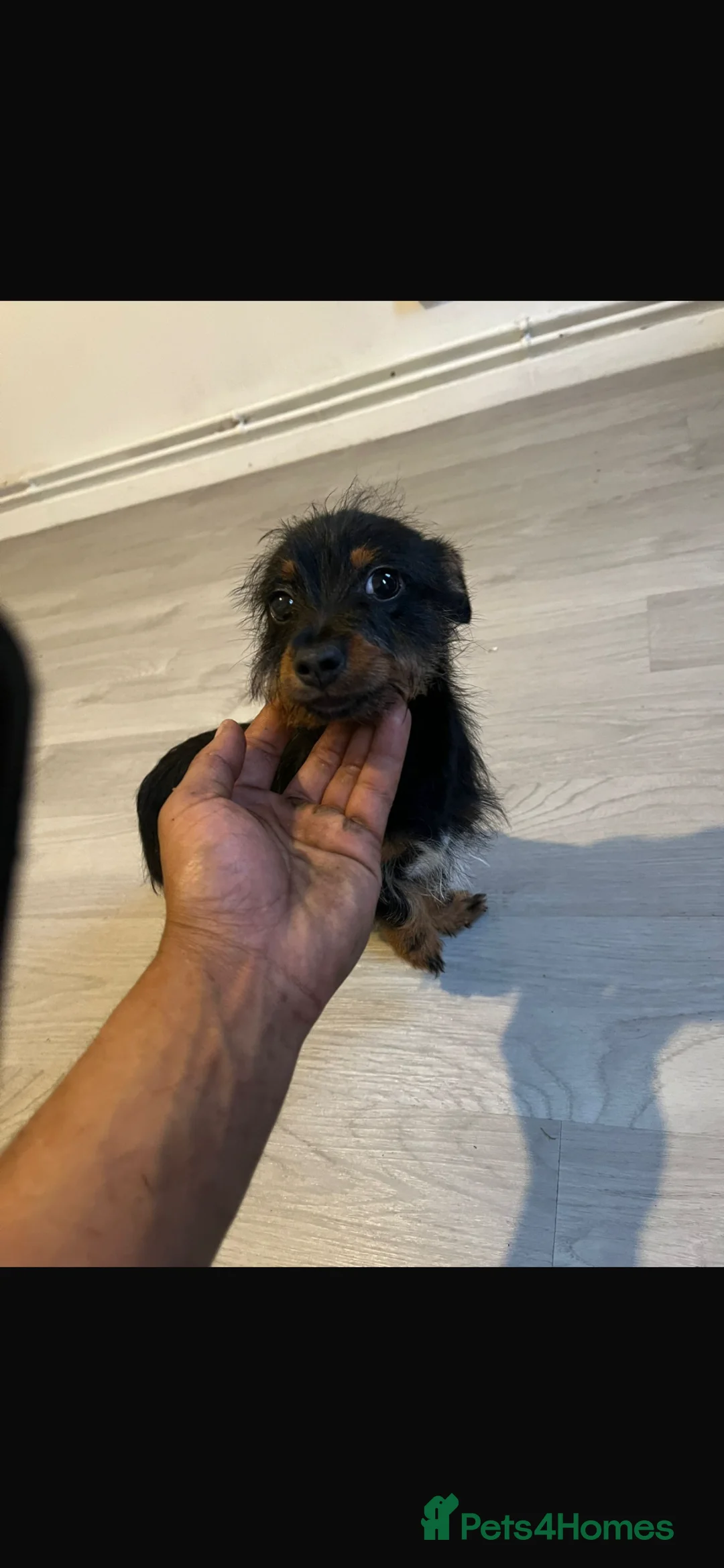 Jack Russell dogs for sale: Jack Russell terrier female puppy for sale in Walsall - Advert 4