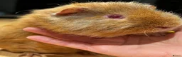 Guinea Pig rodents for sale: Lovely Teddy Rex ginger male guinea pig 5 months in Aylesbury - Advert 7