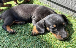 Dachshund dogs for sale: Dachshund Puppies  - Image 10