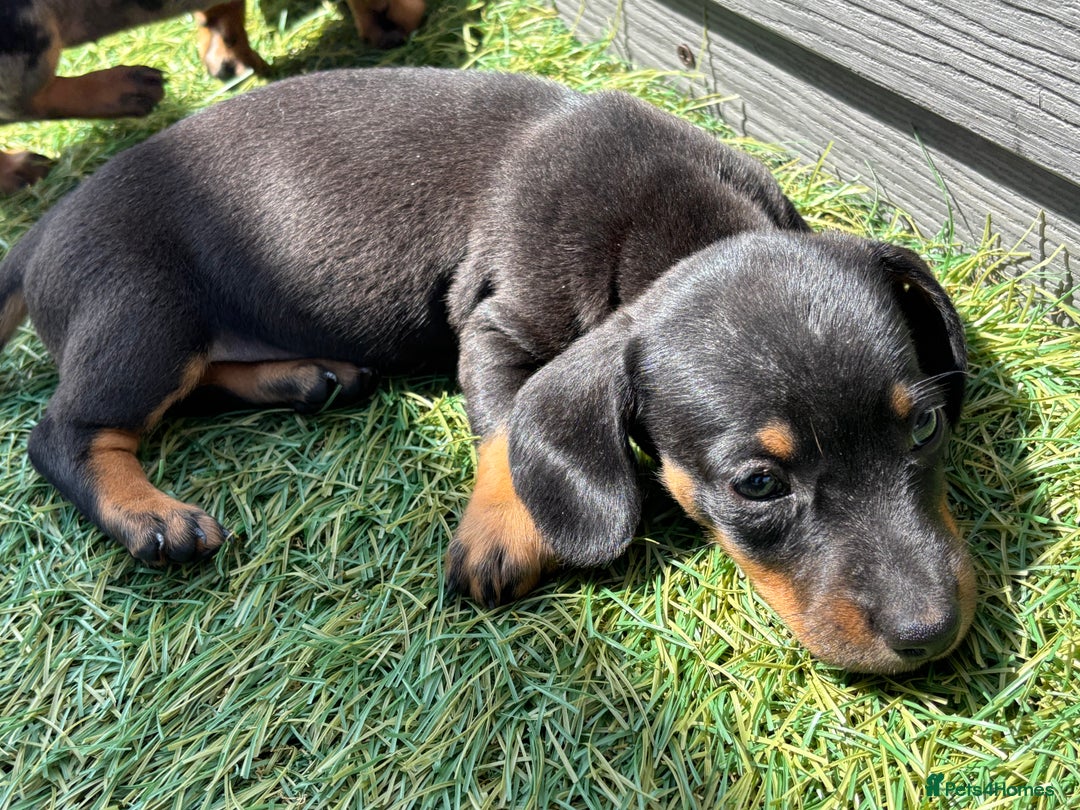 Dachshund dogs for sale: Dachshund Puppies  - Image 10