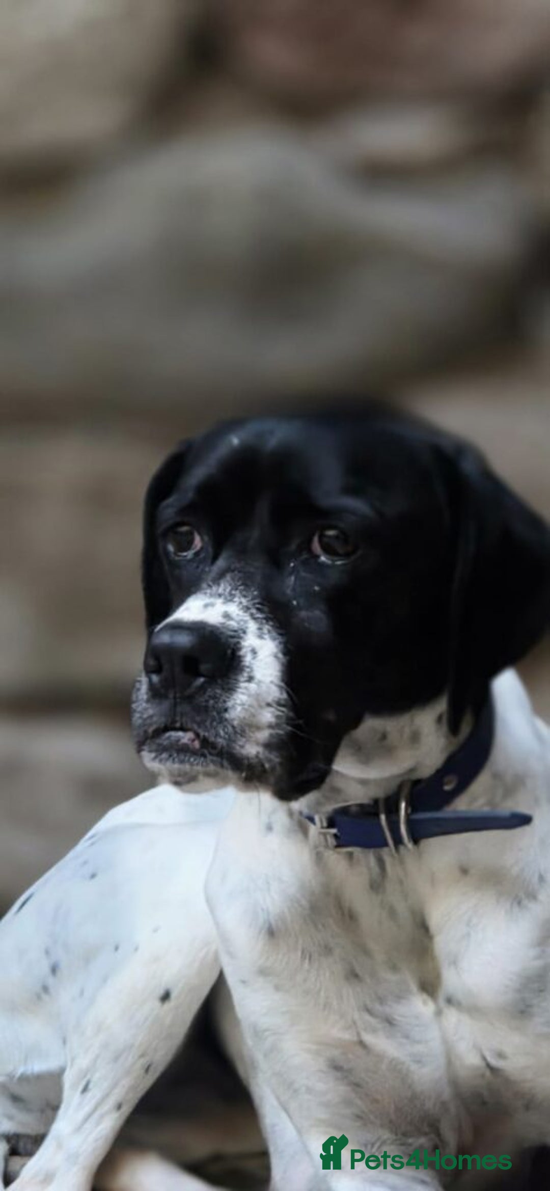 Pointer dogs for adoption: Celta  - Advert 7