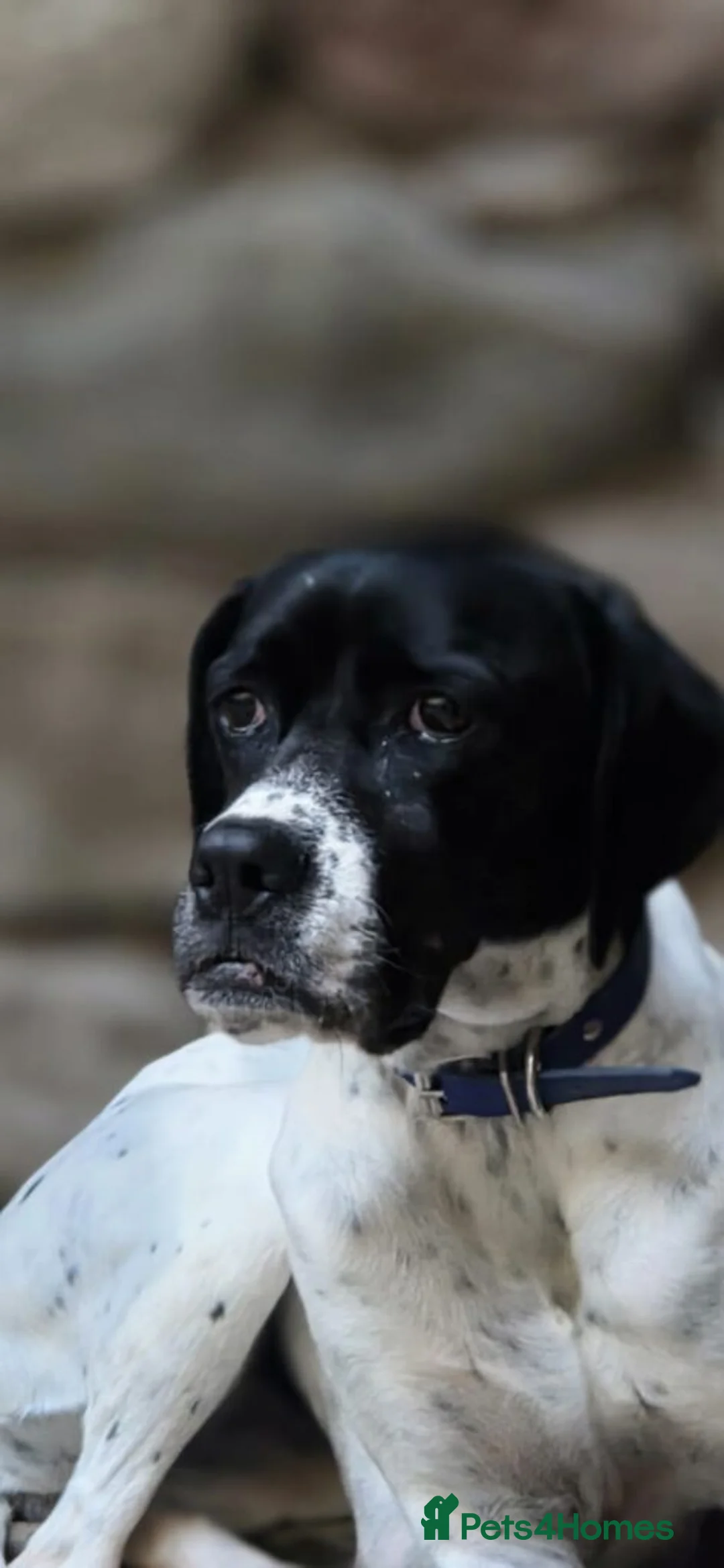 Pointer dogs for adoption: Celta  - Advert 7