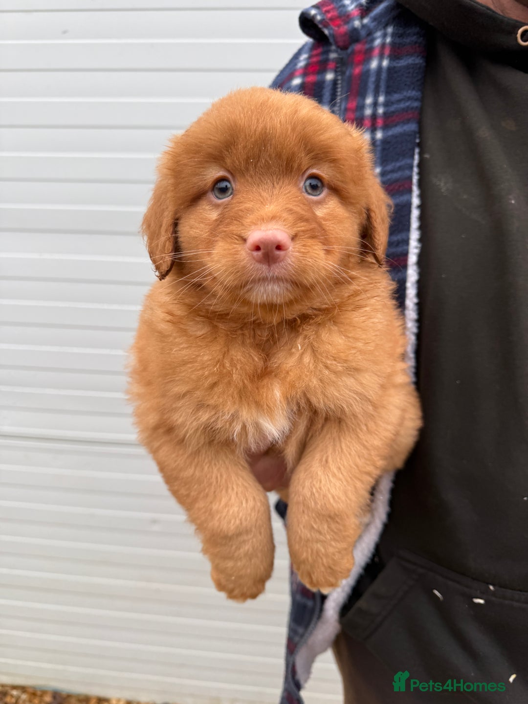 Nova Scotia Duck Tolling Retriever dogs for sale: Beautiful Kc registered nova scotias puppies  - Advert 6