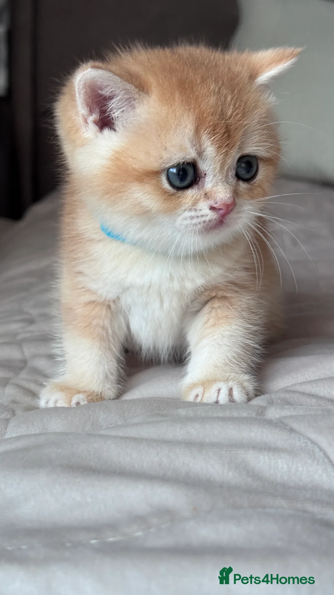 British Shorthair cats for sale: Adorable GCCF BSH BY12 NY12Chocolate Gold kittens  - Advert 11