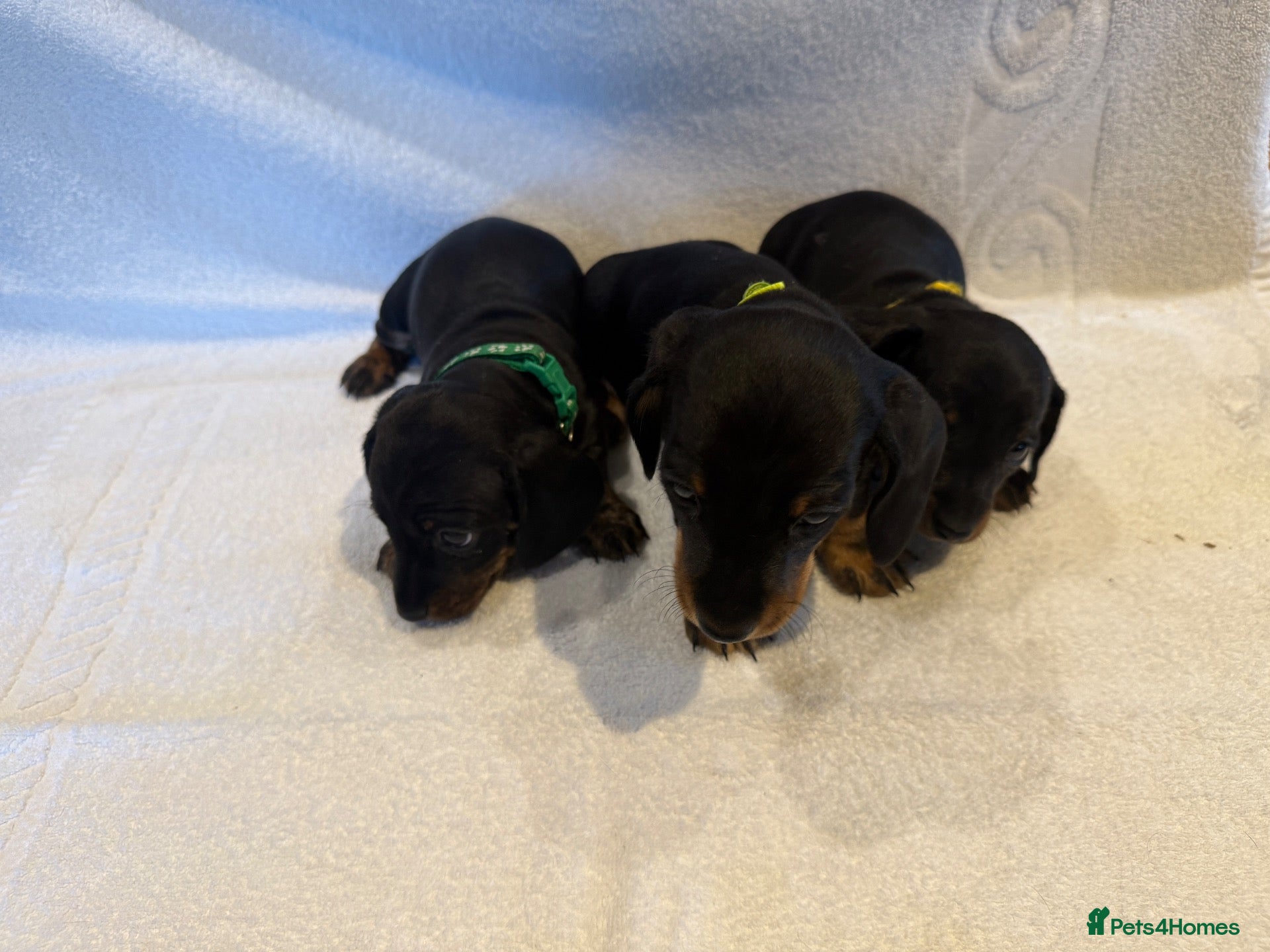 Miniature Dachshund dogs Miniature Dachshund Puppies - Advert 1