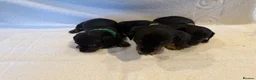 Miniature Dachshund dogs for sale: Miniature Dachshund Puppies - Advert 10