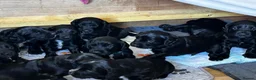 Cocker Spaniel dogs for sale: Cocker Spaniel Puppies, playful, calm temperament - Advert 6