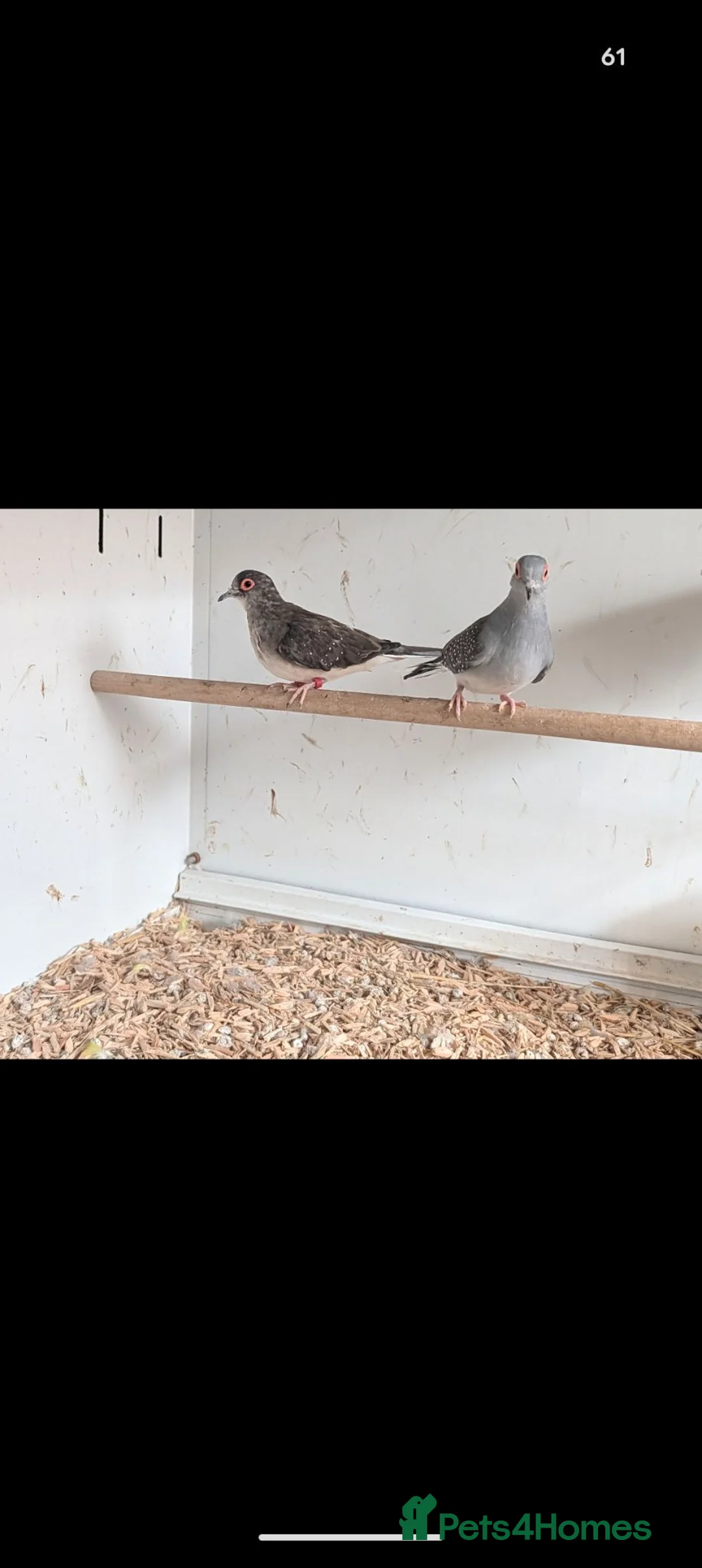 Mixed Breed birds for sale: Zebra finch / diamond doves  - Advert 2