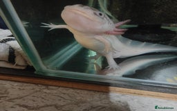 Axolotl reptiles for sale: Male axolotl  - Advert 6