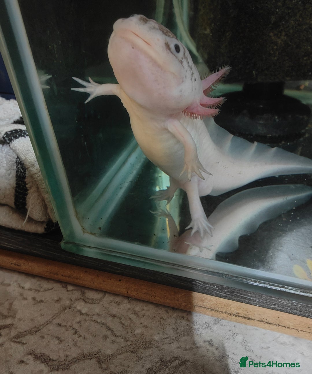 Axolotl reptiles for sale: Male axolotl  - Advert 6