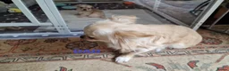 Chihuahua dogs for sale: Stunning Chihuahua Puppies Ready Soon 🐾 - Advert 21