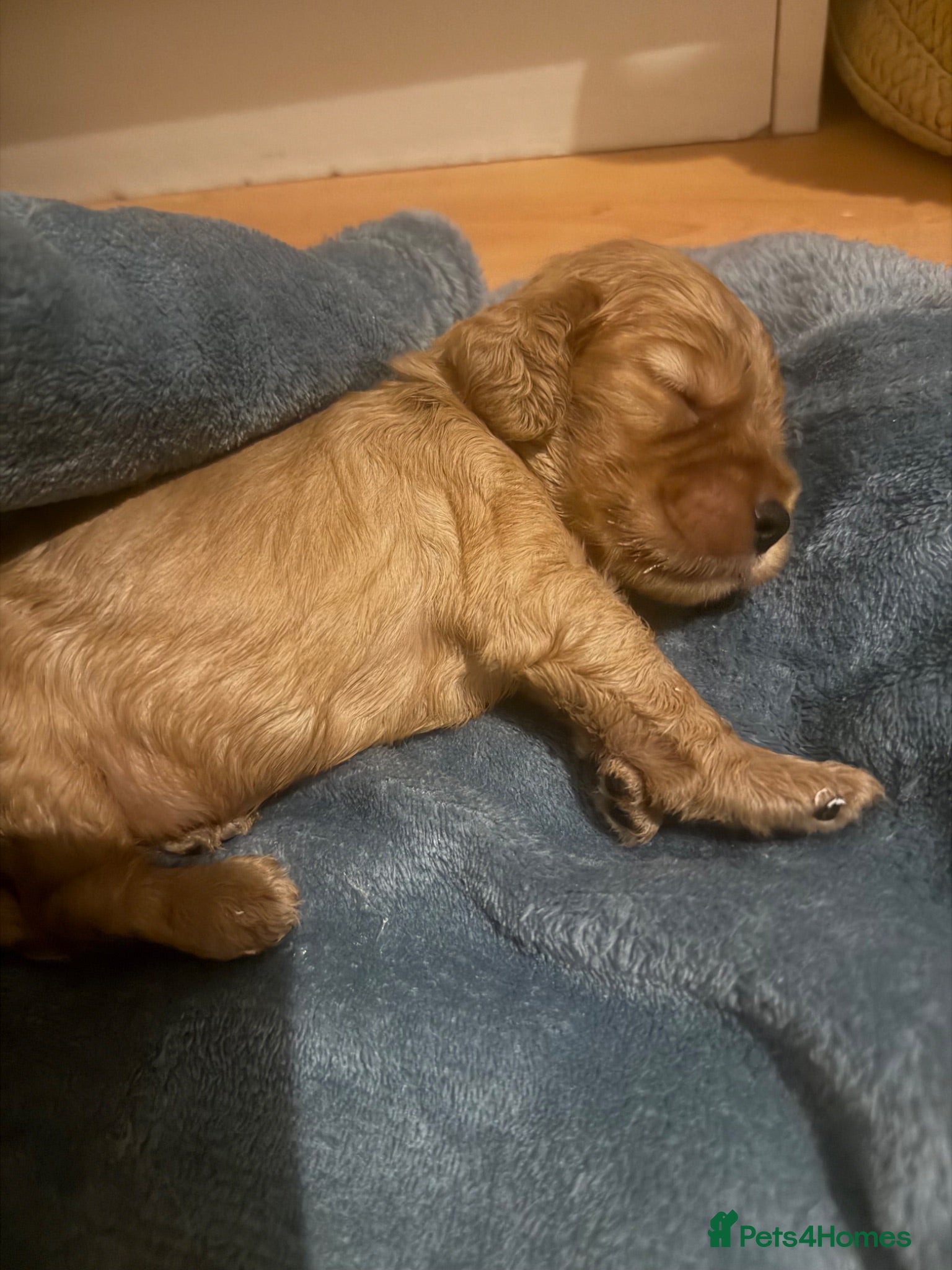 Cocker Spaniel dogs KC show type cocker spaniel puppies for sale - Advert 9