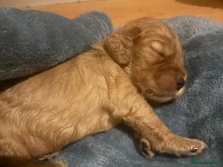 Cocker Spaniel dogs (4 left) KC show type cocker spaniel puppies - Advert 3