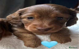 Dachshund dogs for sale: 1 girl and 2 boys miniature long haired dachshunds - Image 3