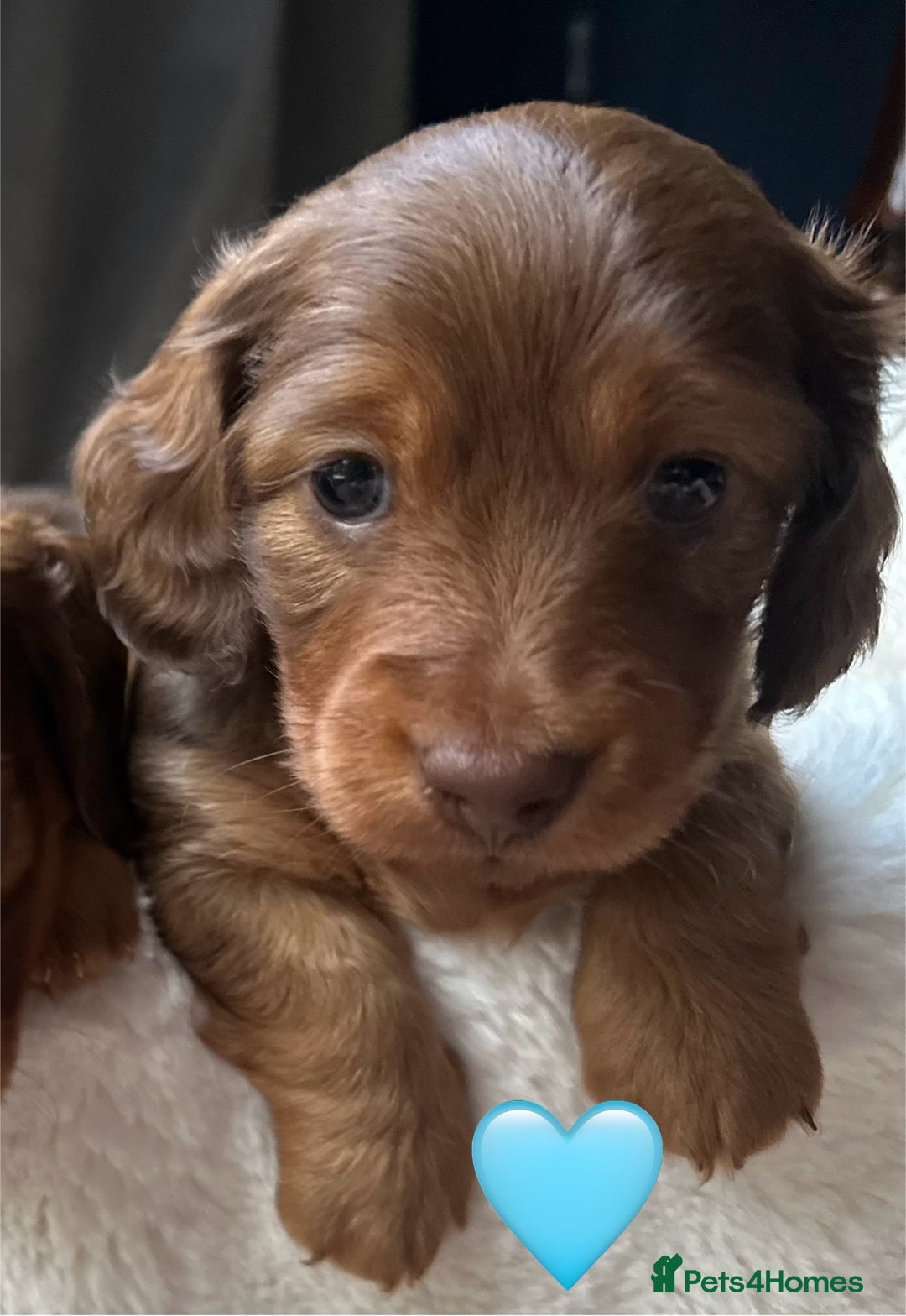 Dachshund dogs for sale: 1 girl and 2 boys miniature long haired dachshunds - Image 3
