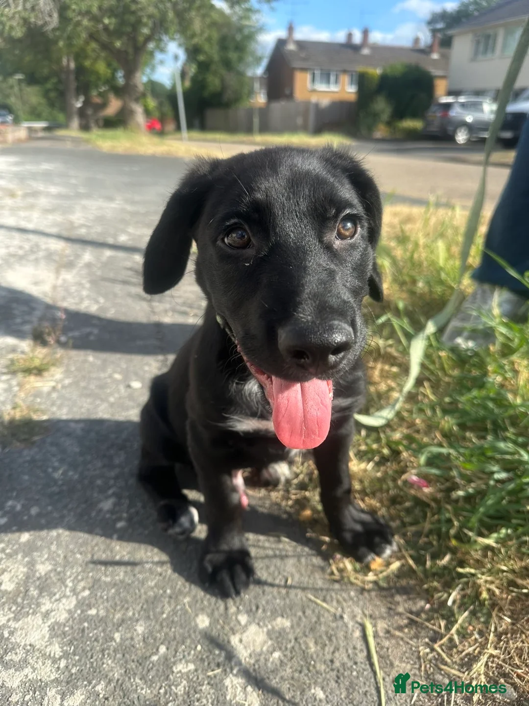 Mixed Breed dogs for sale: Bailey 12 weeks old  - Advert 1