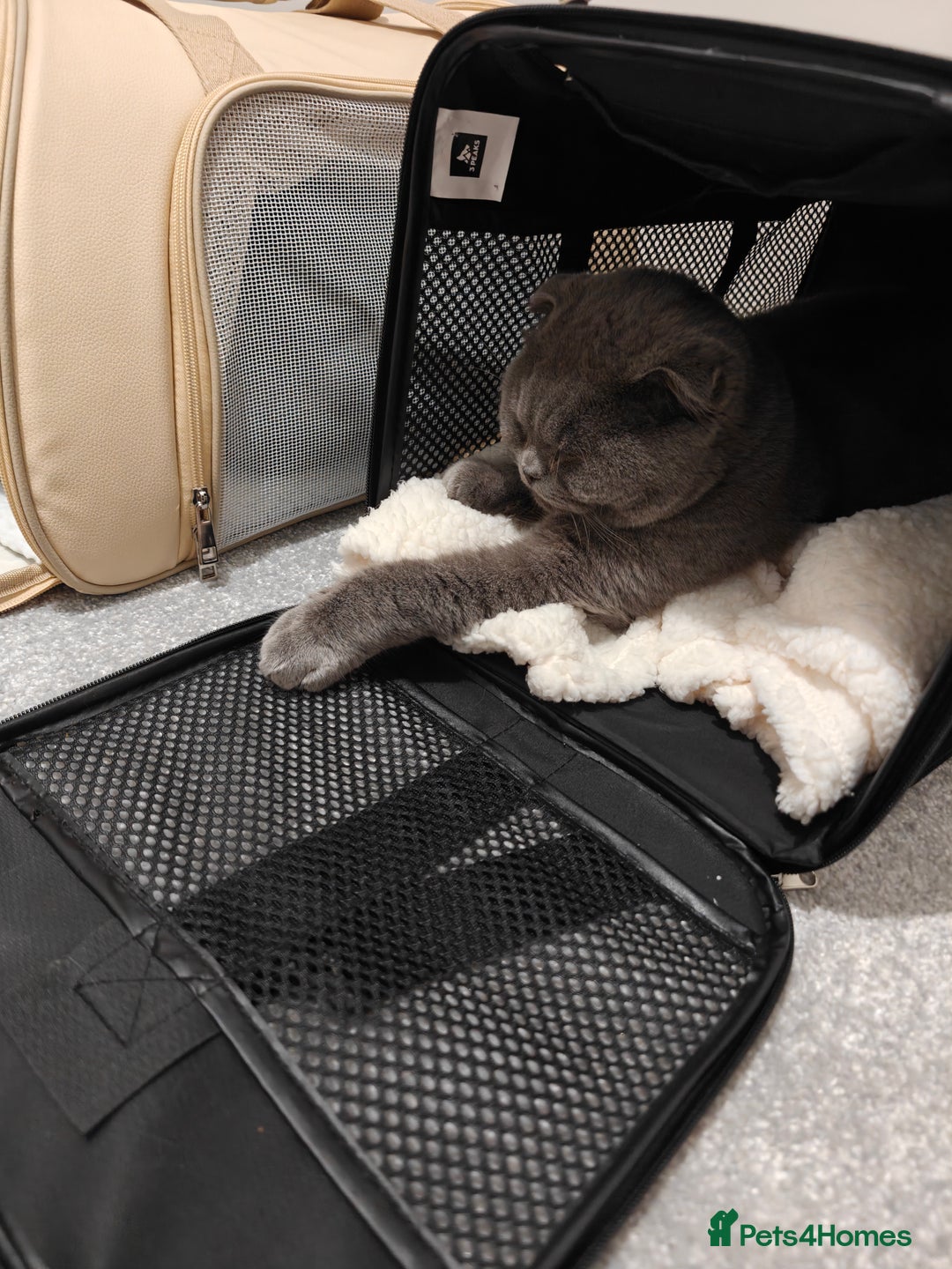 Scottish Fold cats for sale: Sweet Scottish Fold Boy - Advert 7