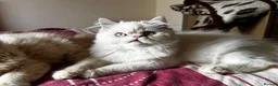 Persian cats for sale: Vaccinated 4 Beautiful Persian Chinchilla Kittens  - Advert 20